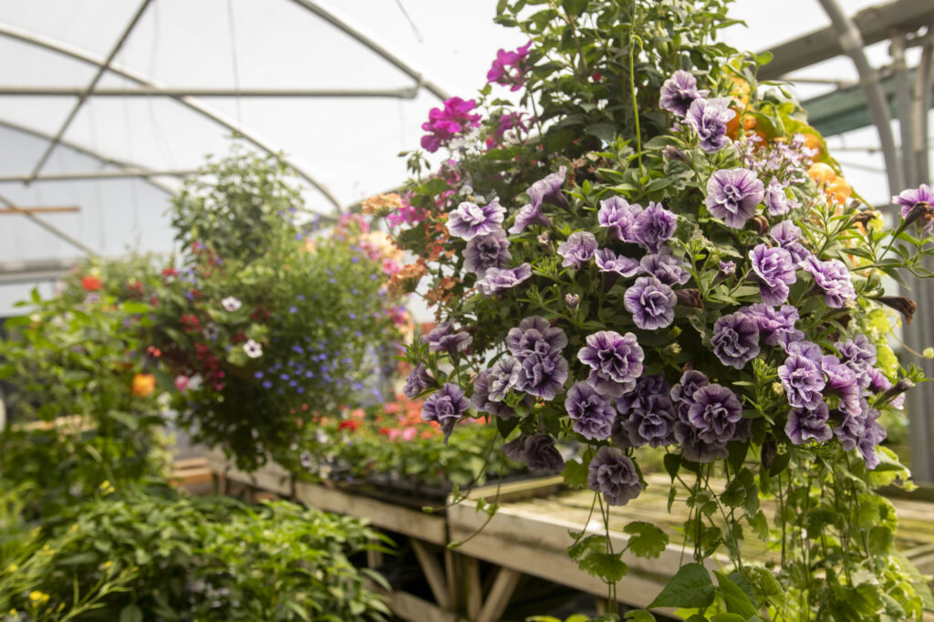 Holton Road Garden Centre, Halesworth